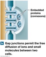 Gap junctions permit free diffusion of ions and small molecules