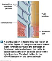 Tight junctions and adhesion belt in epithelial cells