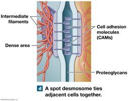 Spot desmosome ties adjacent cells together