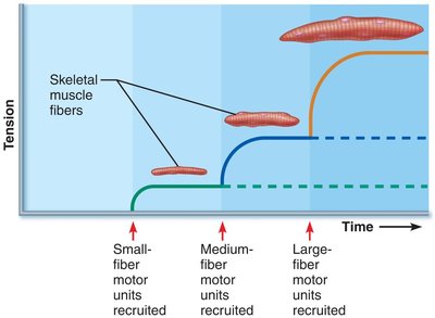 Anatomy & Physiology Muscle Contraction Study Guide | Notes