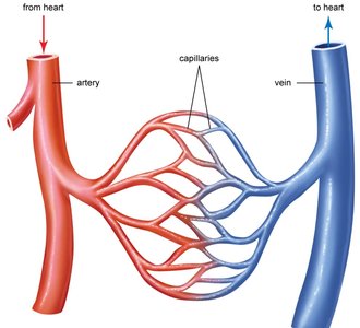 Diagram of artery, capillaries, and vein showing direction of blood flow
