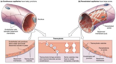 Capillary exchange mechanisms: continuous and fenestrated capillaries, transcytosis