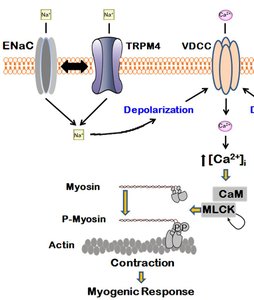Myogenic response: ion channels and contraction in smooth muscle