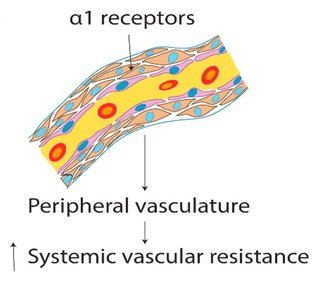 Table of neurohormonal regulation of arterioles