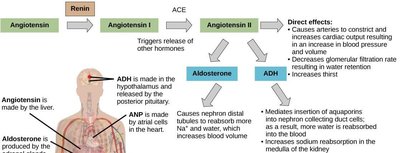Renin-angiotensin-aldosterone system diagram