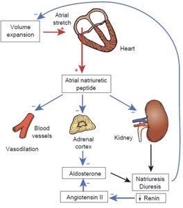 ANP regulation of blood pressure and volume