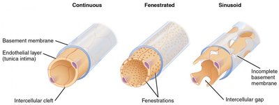 Types of capillaries: continuous, fenestrated, sinusoid