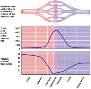 Graph showing cross-sectional area and velocity in different vessel types