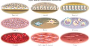 Common cell shapes including squamous, cuboidal, columnar, polygonal, stellate, spheroidal, discoid, fusiform, and fibrous