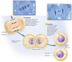 Anaphase and telophase of mitosis