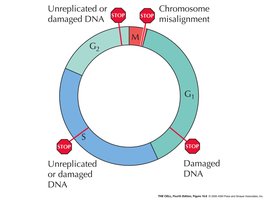 Diagram of cell cycle checkpoints