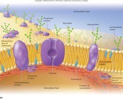 Diagram of the plasma membrane showing phospholipids, proteins, and glycocalyx