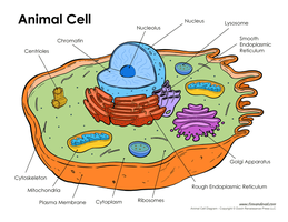 Labeled diagram of an animal cell with organelles