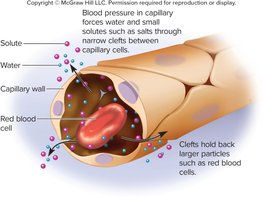 Filtration through the wall of a blood capillary