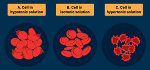 Red blood cells in hypotonic, isotonic, and hypertonic solutions