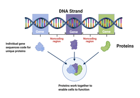 Diagram showing DNA strand, genes, and protein synthesis