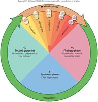 Diagram of the cell cycle with interphase and mitotic phases
