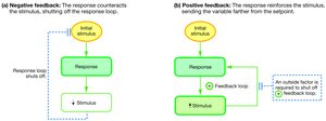 Diagram comparing negative and positive feedback mechanisms