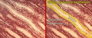 Diagram and micrograph of simple cuboidal epithelium