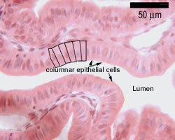 Histological section of simple columnar epithelium