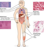 Diagram showing the four basic tissue types in the human body