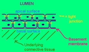 Diagram of epithelial tissue showing apical and basal surfaces, basement membrane, and underlying connective tissue