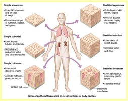 Diagram showing types and locations of epithelial tissues