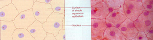 Diagram and micrograph of simple squamous epithelium