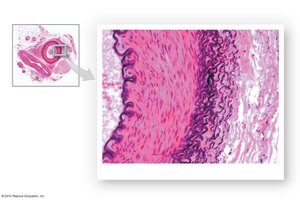 Histological section of simple squamous epithelium