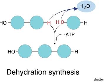Dehydration synthesis reaction diagram