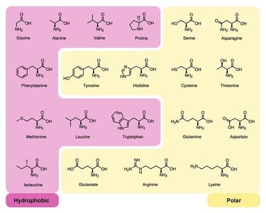 Amino acid structures and classification
