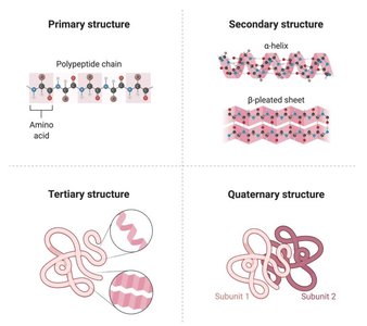 Levels of protein structure