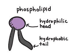 Phospholipid molecule structure