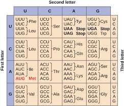 Nucleotide structure and base pairing