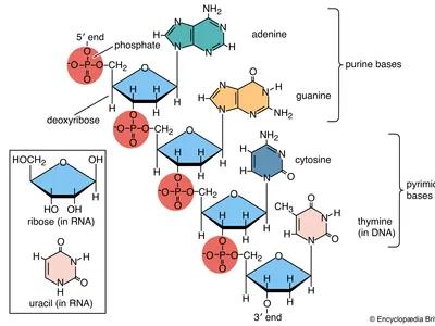 Nucleic acid structure