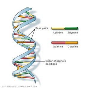 DNA double helix and base pairing