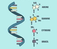 DNA vs RNA structure and bases