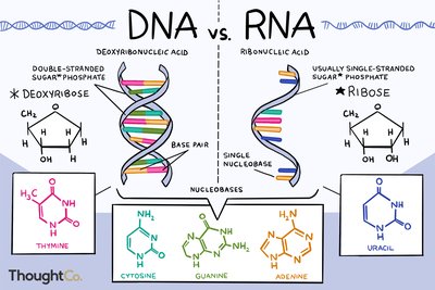 DNA and RNA comparison