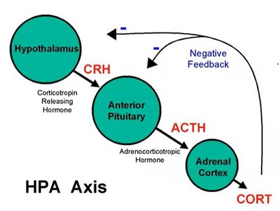 Diagram of the HPA axis showing CRH, ACTH, and cortisol with negative feedback