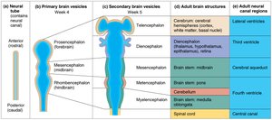 Embryonic development of the human brain and adult brain structures