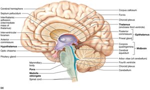 Medial section of the brain showing diencephalon and brainstem structures