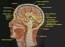Sagittal view of the brain with labeled structures