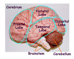 Cerebral lobes labeled on a model brain