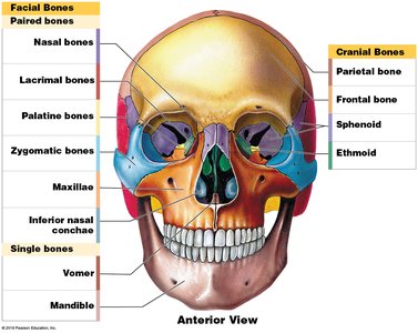 Anterior view of the skull with labeled facial and cranial bones