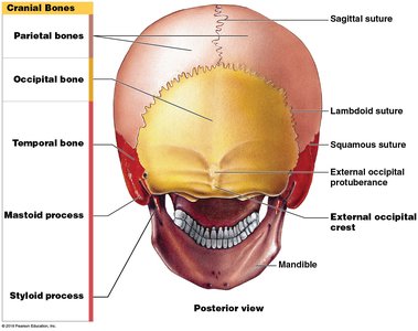 Posterior view of the skull with labeled cranial bones and sutures
