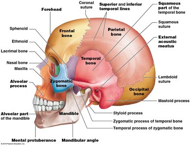 Lateral view of the skull with labeled bones and features