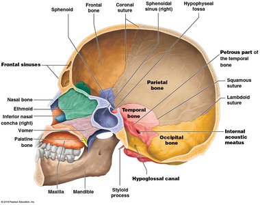 Internal view of the skull base with labeled bones and foramina
