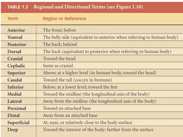 Table of regional and directional terms