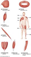 Patterns of fascicle arrangement in muscles
