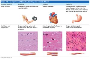Comparison table of muscle tissue types